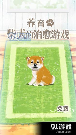 養(yǎng)育柴犬的治愈游戲1