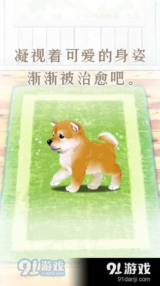 養(yǎng)育柴犬的治愈游戲2