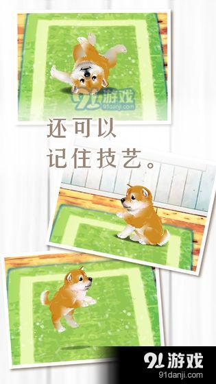 養(yǎng)育柴犬的治愈游戲4