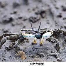 萬歲大眼蟹為什么叫萬歲大眼蟹