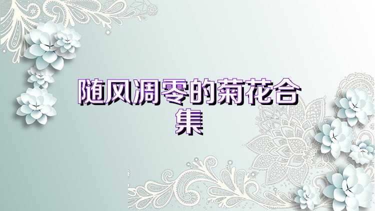 随风凋零的菊花合集